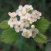 Crataegus mollis