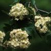 Crataegus phaenopyrum