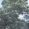 Catalpa speciosa