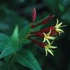 Spigelia marilandica