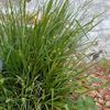 Carex blanda