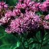 Vernonia baldwinii