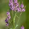 Verbena hastata