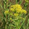 Solidago riddellii