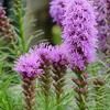 Liatris spicata