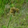 Juncus torreyi