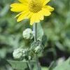 Helianthus mollis