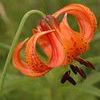 Lilium michiganense