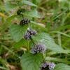 Mentha arvensis