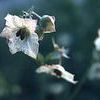Mirabilis albida
