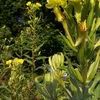 Oenothera biennis