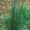 Juncus effusus