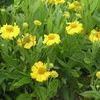 Helenium autumnale