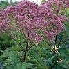 Eupatorium purpureum
