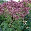 Eupatorium purpureum