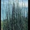 Equisetum hyemale