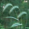 Elymus canadensis