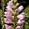 Physostegia virginiana