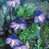 Viola pedata