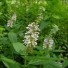 Teucrium canadense