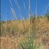 Stipa viridula