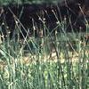 Scirpus americana