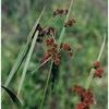 Scirpus atrovirens