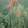 Scirpus cyperinus