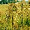 Scirpus fluviatilis