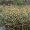 Scirpus validus