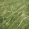 Agropyron smithii