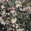 Aster laterifolius