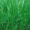 Acorus calamus