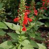 Salvia coccinea