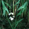 Sagittaria latifolia