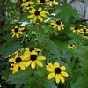 Rudbeckia triloba