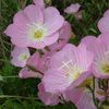 Oenothera speciosa