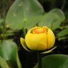 Nuphar aduena