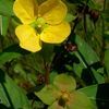 Ludwigia alternifolia