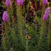 Liatris mucronata