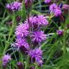 Liatris cylindracea