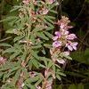 Lespedeza virginica