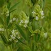 Lespedeza capitata