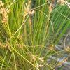 Juncus dudleyi