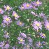 Symphyotrichum laevis