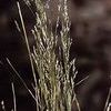 Agrostis alba