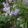 Allium cernuum