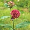 Asclepias purpurascens