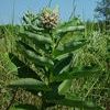 Asclepias syriaca