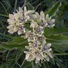 Asclepias viridis